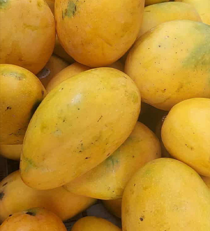 Banganapalli Mango