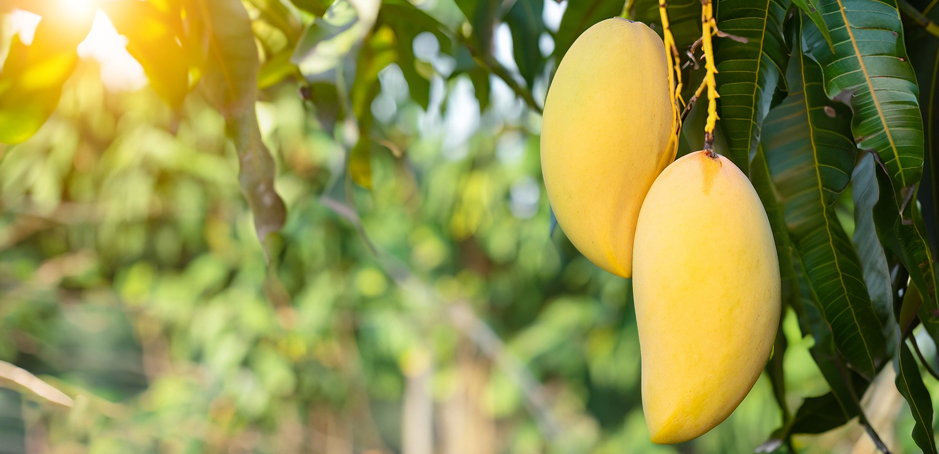 Seasonal Mango Offer